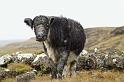 Blue-grey cattle grazing in Ingleborough
